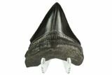 Serrated, Fossil Megalodon Tooth #129986-2